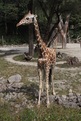 Cute little giraffe - 525066442
