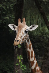 Cute little giraffe
