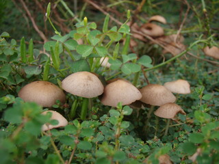 mushrooms in garden