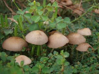 mushrooms in garden