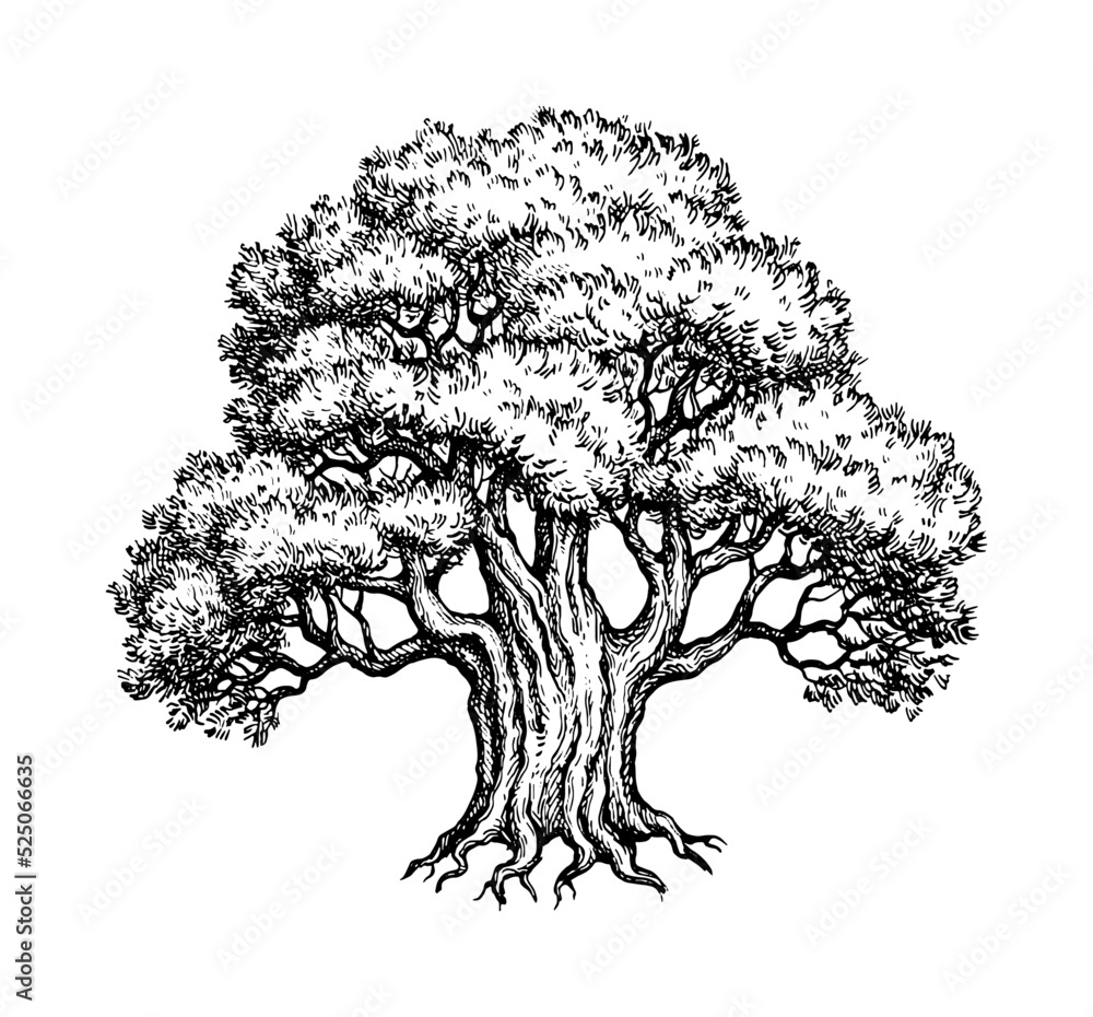 Wall mural yew tree ink sketch.
