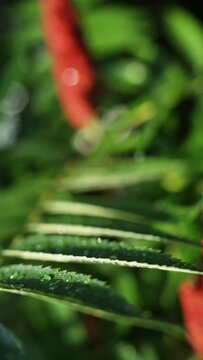 Beautiful red flover from an mustard tree and raindrops on them in slow motion