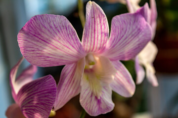 Close-up selected focus of beautiful purple moon orchid or purple orchid or Phalaenopsis amabilis or Phalaenopsis orchid with blurred background in the outdoor garden