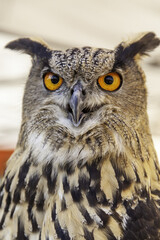 Wild eagle owl in nature