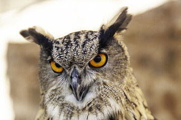 Wild eagle owl in nature