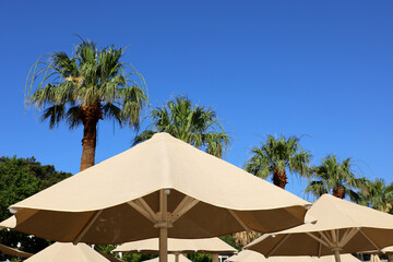 Obraz na płótnie Canvas Sun umbrellas and palm trees on sky background, tropical vacation. Summer holidays on paradise nature, sea beach resort