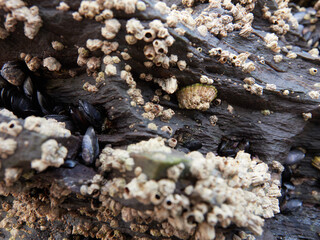 Mussels and barnacles on the beach of the cathedrals