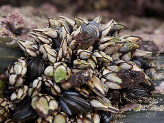 Barnacles and mussels in the lower estuaries of the Playa de las Catederales