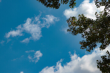 Obraz premium large isolated clouds in a blue sky and tree