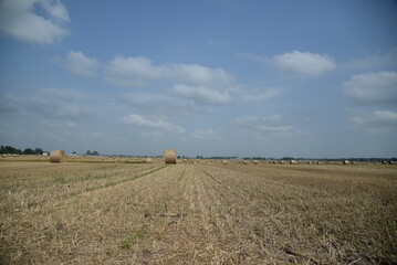 Fototapeta na wymiar round haystack, mowed wheat straw field, haystacks on the field, stubble 