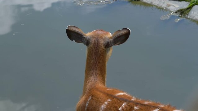 Light brown colored fawn with spotted fur stands near watering place rear view. Animals reservation and environment.