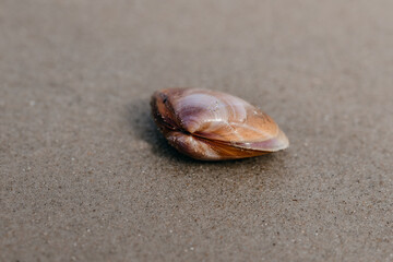 close-up of shell in the sand on the beach