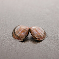 close-up of shell in the sand on the beach