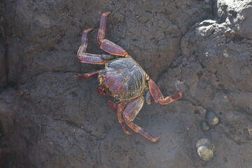 Crab on stone at Sancho beach, Fernando de Noronha, Pernambuco, Brazil