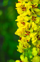 Obraz premium Black Mullein (Verbascum Nigrum), Dark Mullein plant growing in the wild