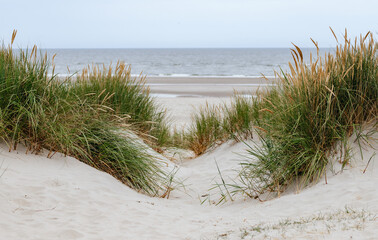 sand dunes and grass on the beach