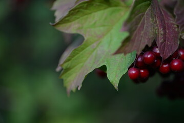red viburnum, symbol of Ukraine, branches of viburnum, red fruits of mountain ash against the background of green leaves