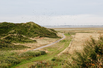 dune landscape on the north sea beach