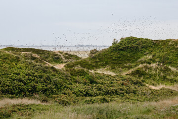 dune landscape on the north sea beach