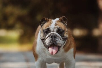 english bulldog portrait in a park in nature