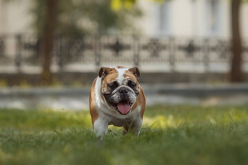 Fototapeta premium english bulldog portrait in a park in nature
