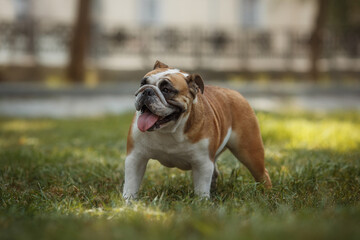 Fototapeta premium english bulldog portrait in a park in nature