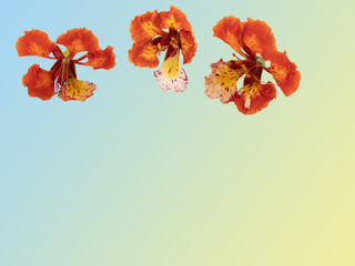 Poinciana regia  flowers and leaves isolated on white background. The most common names are: royal poinciana, flamboyant, acacia rubra, phoenix flower, flame of the forest, or flame tree