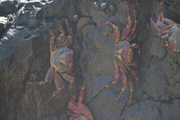 Crabs clinging to wet rocks at Sancho beach, Fernando de Noronha, Pernambuco, Brazil