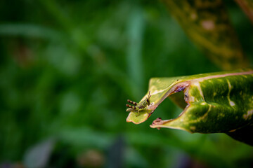 micro selective focus of a small grasshopper on a leaf with a blurry background of leaves