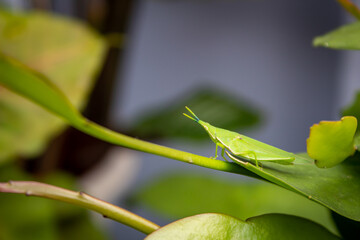 micro selective focus of a small grasshopper on a leaf with a blurry background of leaves