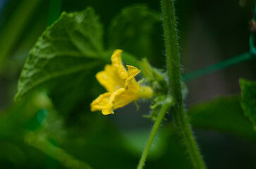 Small cucumber with yellow flower and tendrils close-up on the garden bed. The ovary of cucumber, young cucumber in garden.