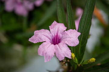 Obraz premium close up selective focus of mexican petunia or Ruellia simplex or Mexican bluebell or Britton's wild petunia or purple flower or purple kencana flower with blurred green plant background