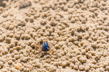 Blue soldier crab at the beach at low tide in Queensland, Australia. Mictyris longicarpus with rounded pellets of discarded sand