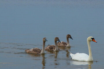 swans on the lake,female mother with gray cubs on the sea in calm