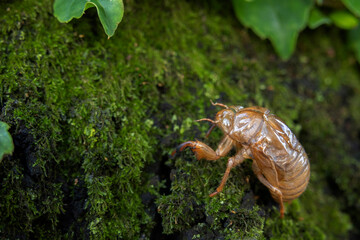 セミの抜け殻。夏の風物詩。