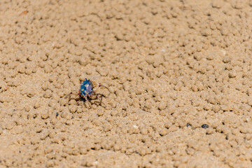 Blue soldier crab at the beach at low tide in Queensland, Australia. Mictyris longicarpus with rounded pellets of discarded sand