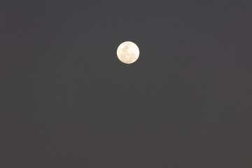 A super moon in the grey sky. Yellow moon. Nature.