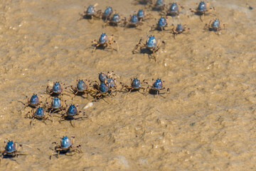 Blue soldier crabs army traverse the beach at low tide in Queensland, Australia. Mictyris longicarpus on sandy ocean beach