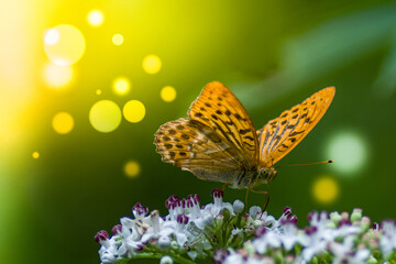 butterfly on flower