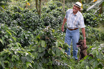 An elderly farmer pets his dog and laughs as he watches a coffee harvest.