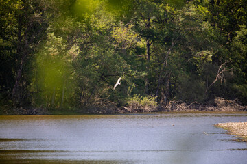 Oiseau en vol