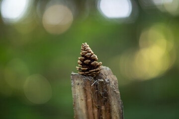 gros plan plan d'une pomme de pin