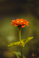 orange flower on black background