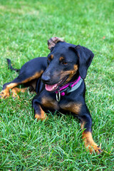 Czarno-brązowy pies odpoczywający na trawniku