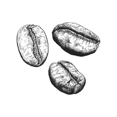 Coffee beans, vintage drawing in engraving style