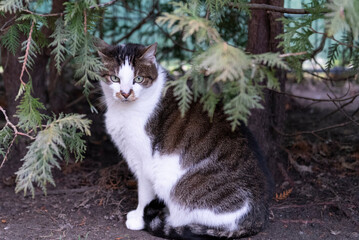 Sitzender Hauskater im Garten an der Hecke