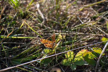 papillons