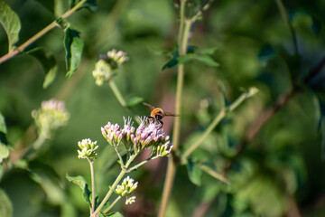abeille