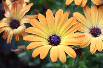 The Osteospermum 'Voltage Yellow' was a bright burst of sunshine in a sea of green and Its petals, a vibrant shade of yellow, reached towards the sky, their cheerful hue a welcome sight in any garden.