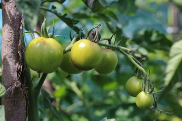 A twig  with unripe tomatoes on a  flower bed in the garden